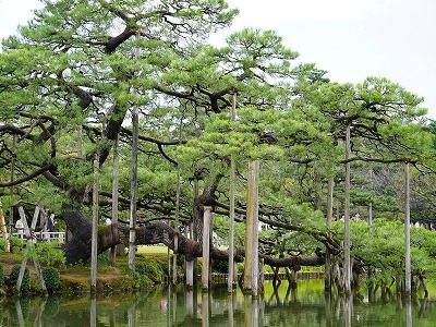 Karasaki pine tree